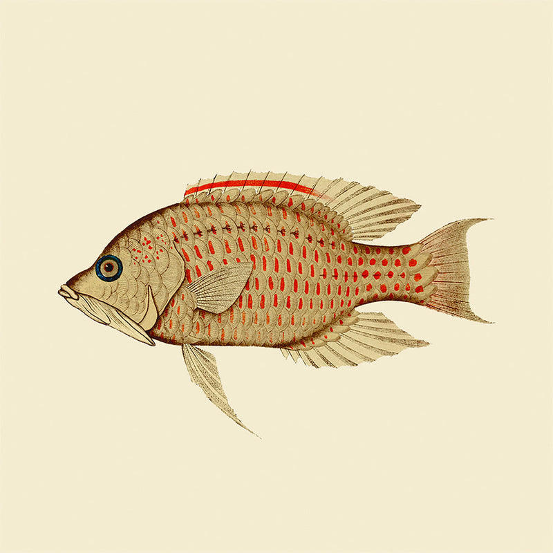 Fish. Mini Print