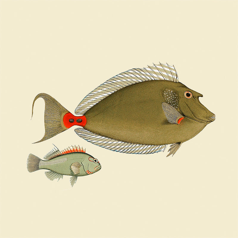 Two Green Fish. Mini Print