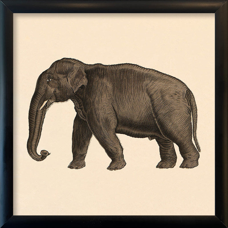 Elephant. Mini Print