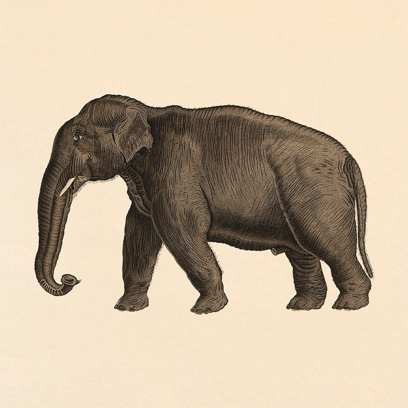 Elephant. Mini Print