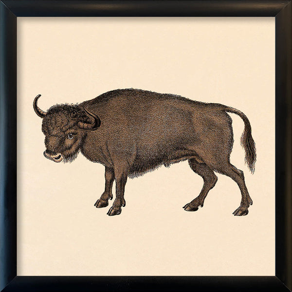 Buffalo. Mini Print