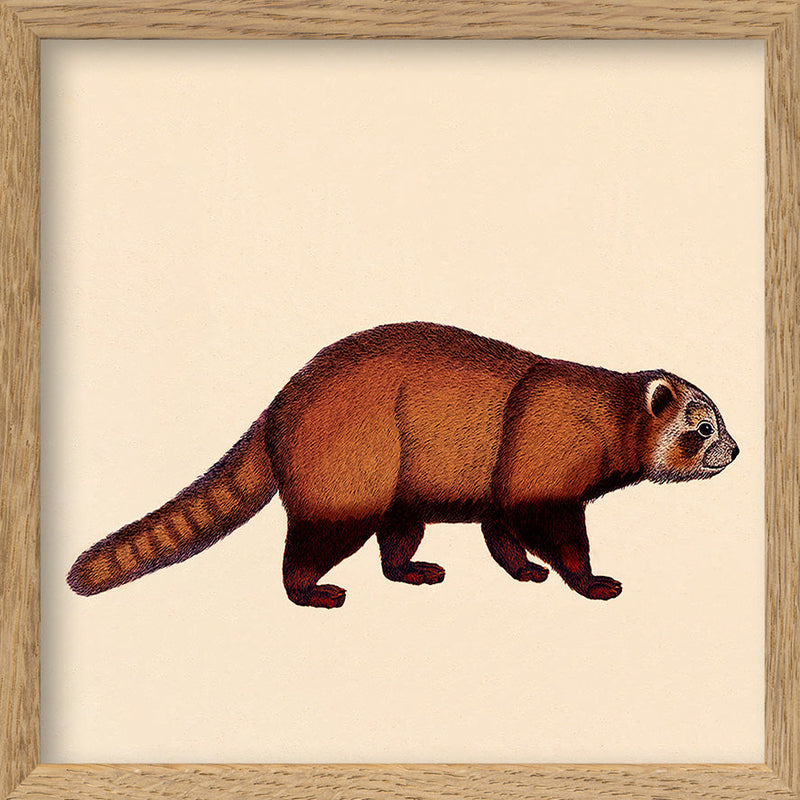Red Panda. Mini Print
