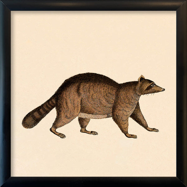 Racoon. Mini Print