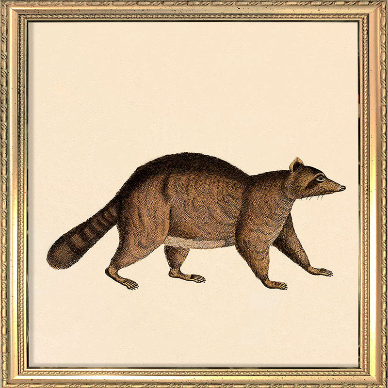 Racoon. Mini Print