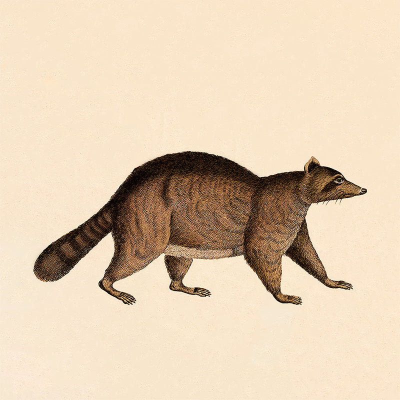 Racoon. Mini Print