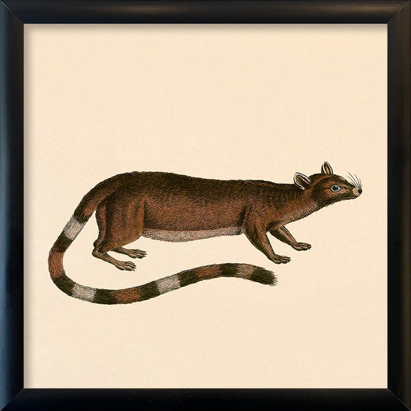 Ring-tailed cat. Mini Print