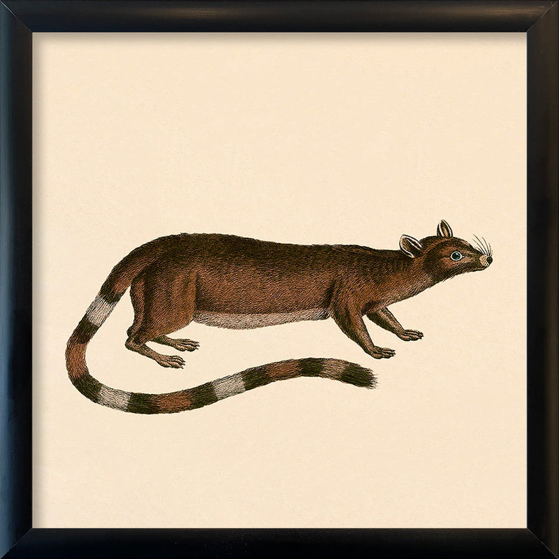 Ring-tailed cat. Mini Print
