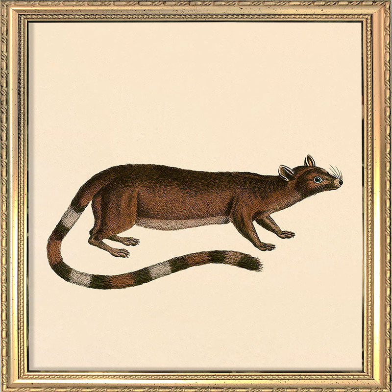 Ring-tailed cat. Mini Print