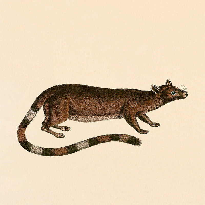 Ring-tailed cat. Mini Print
