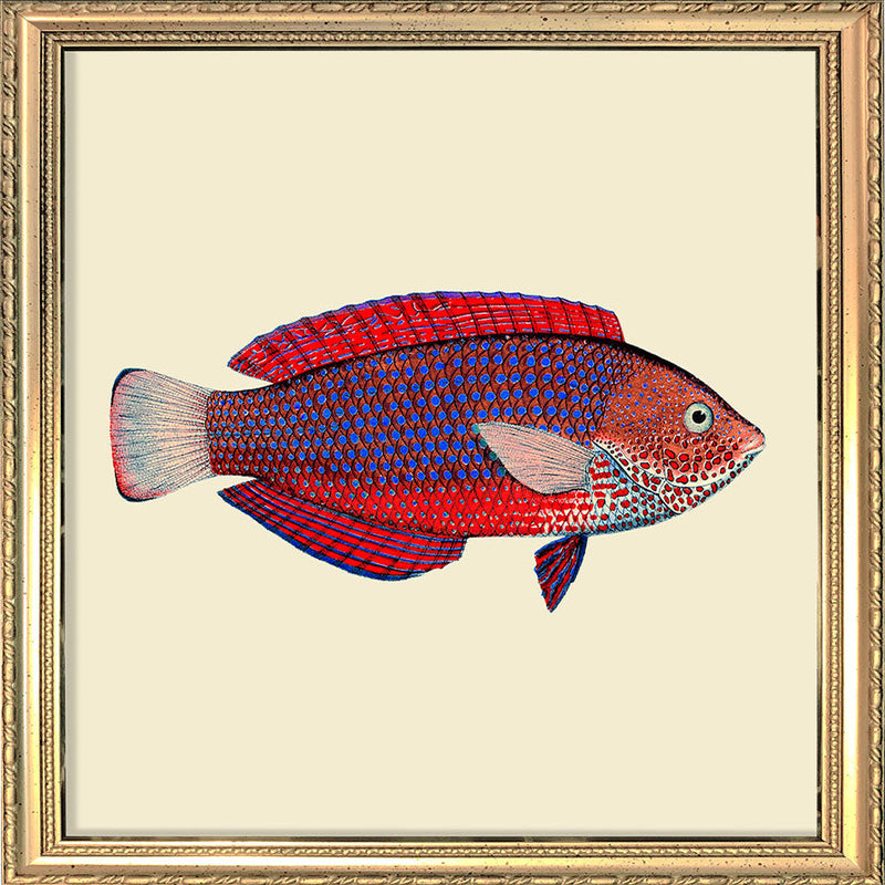 Red and purple fish. Mini Print