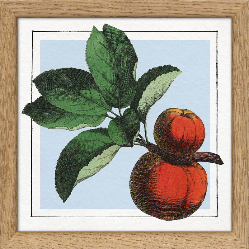 Apples. Mini Print