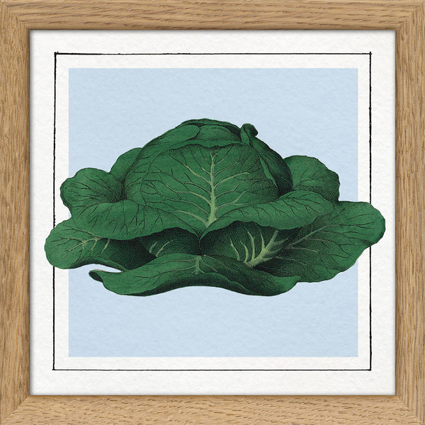 Cabbage. Mini Print