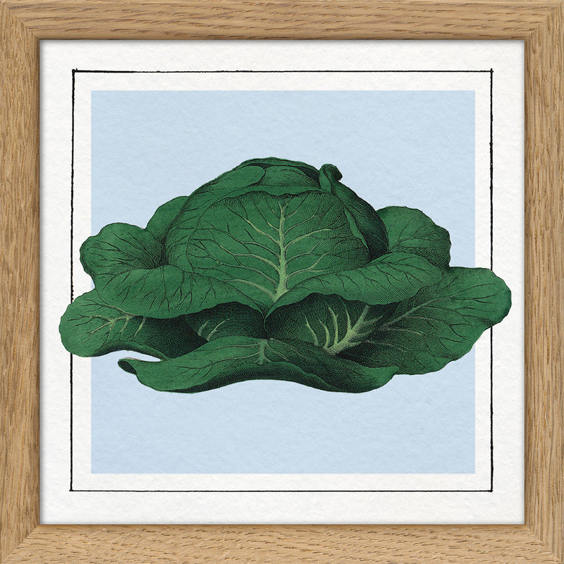 Cabbage. Mini Print