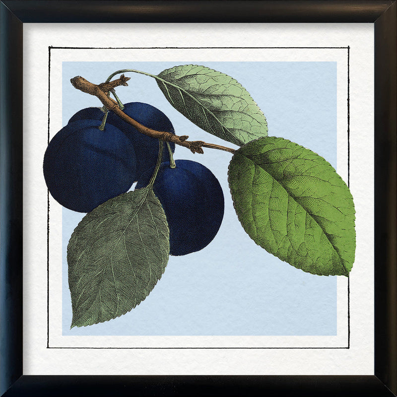 Plums. Mini Print