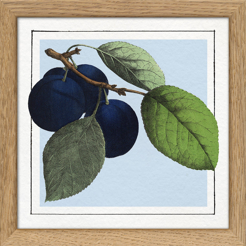 Plums. Mini Print