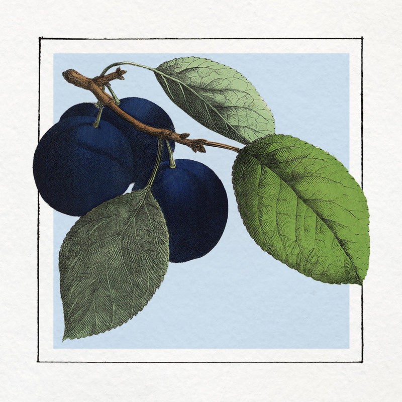 Plums. Mini Print