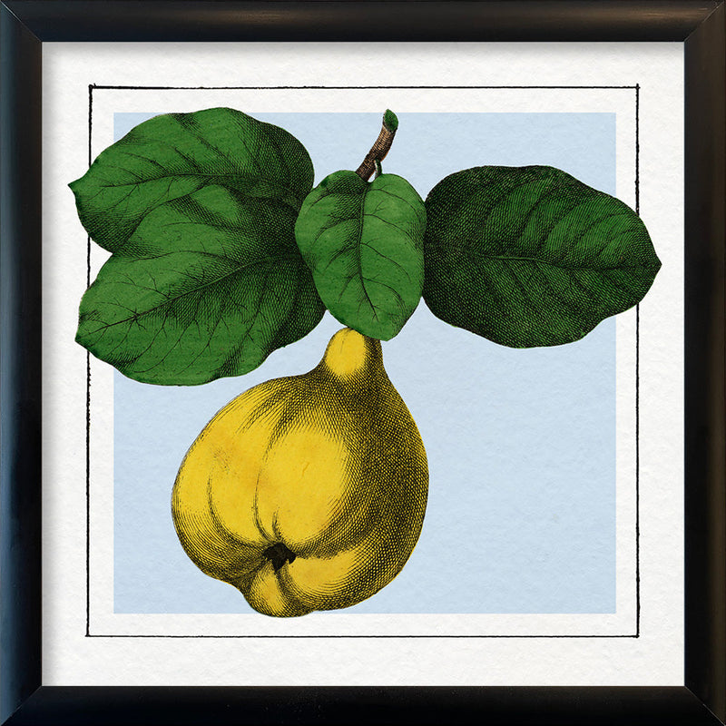 Quince. Mini Print
