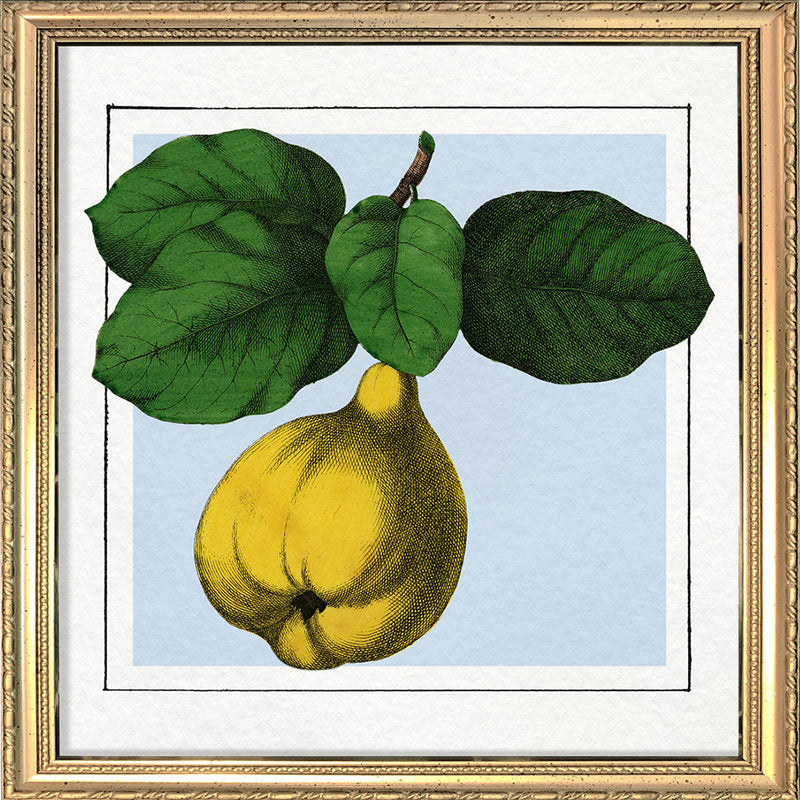 Quince. Mini Print
