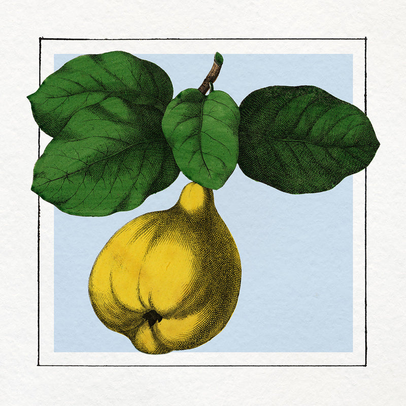 Quince. Mini Print