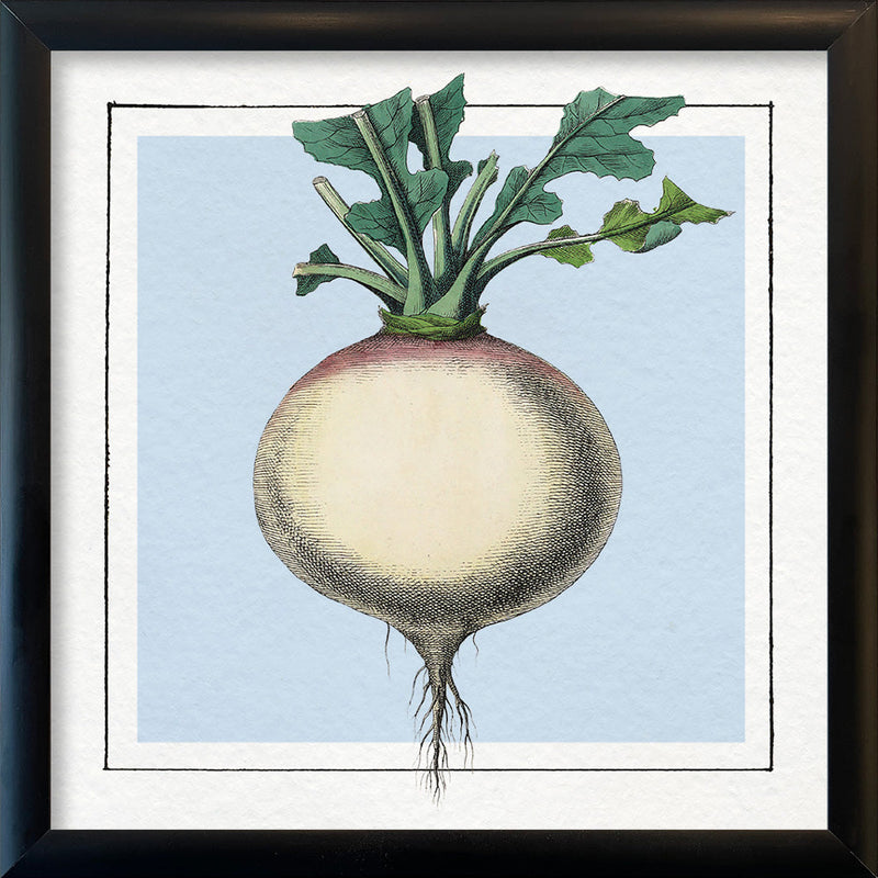 Turnip. Mini Print