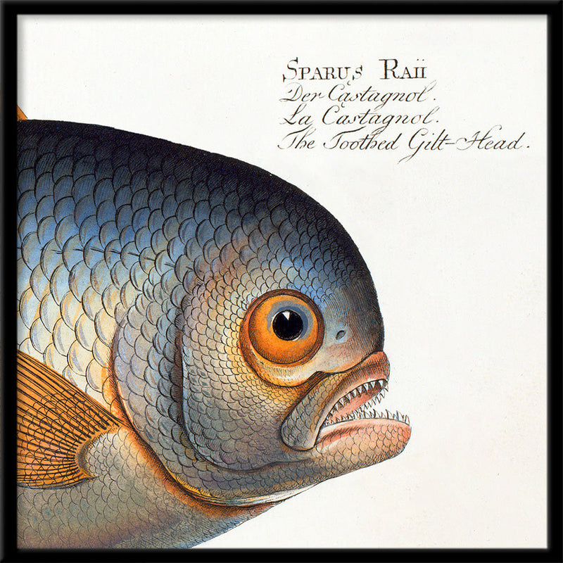 The Toothed Gilt-Head. Mini Print