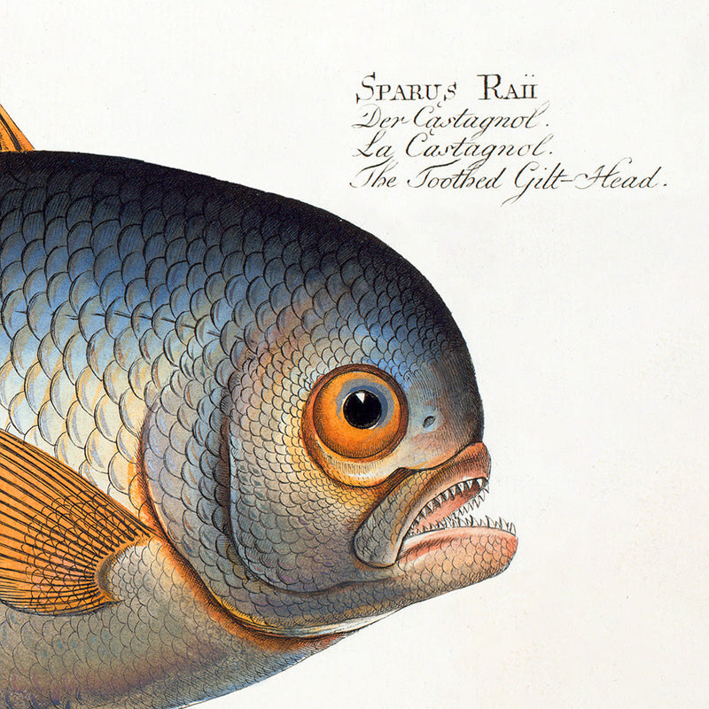 The Toothed Gilt-Head. Mini Print