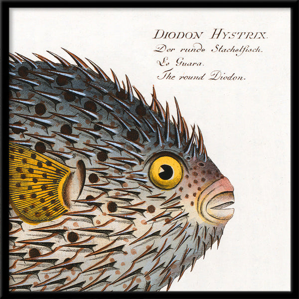 The Round Diodon. Mini Print