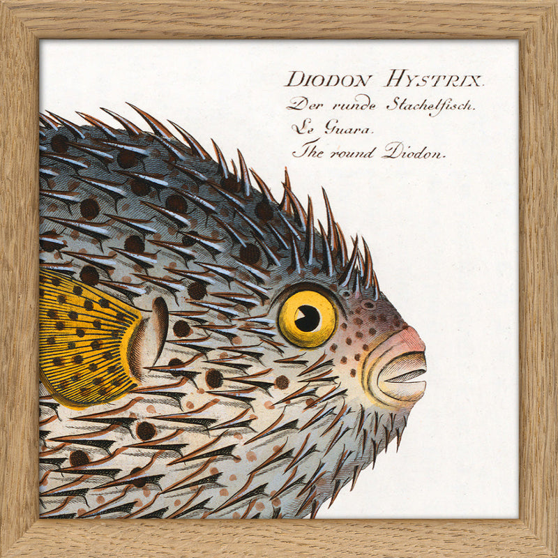 The Round Diodon. Mini Print
