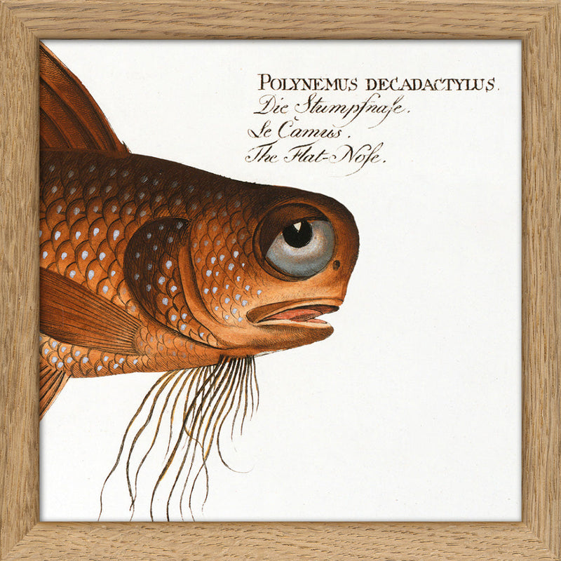 The Flat-Nose. Mini Print