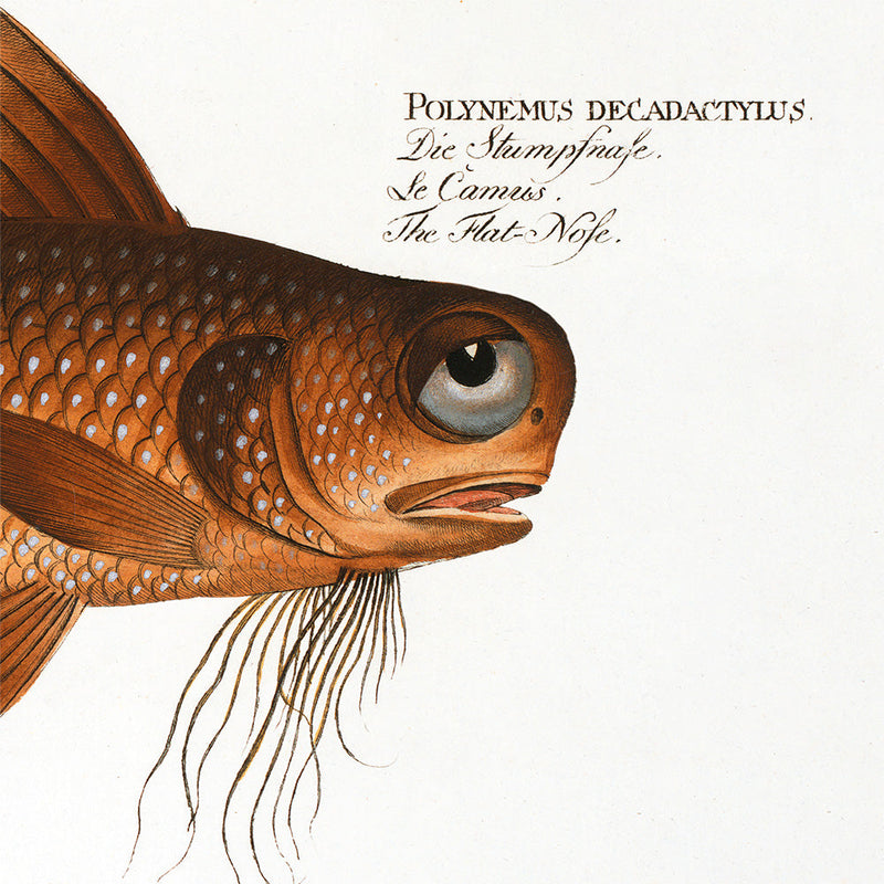 The Flat-Nose. Mini Print