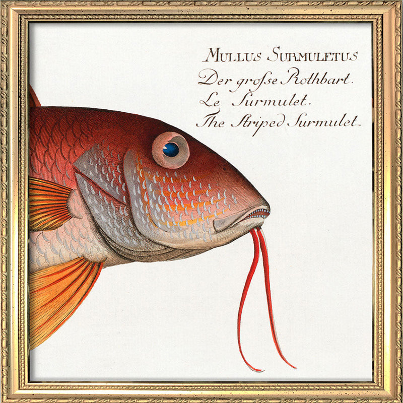 The Striped Surmulet. Mini Print