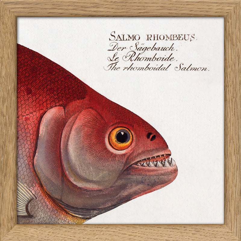 The Rhomboidal Salmon. Mini Print