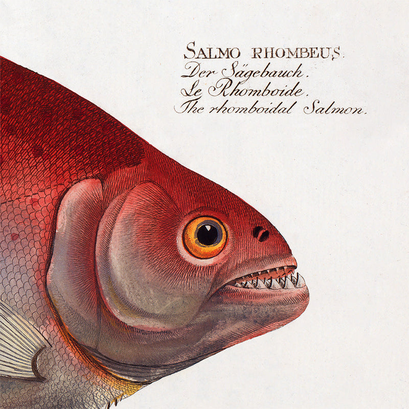 The Rhomboidal Salmon. Mini Print