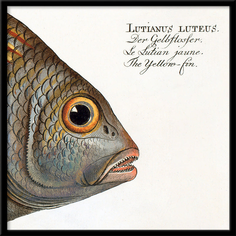 The Yellow-Fin. Mini Print