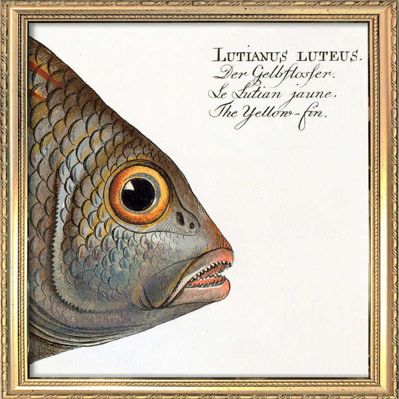 The Yellow-Fin. Mini Print