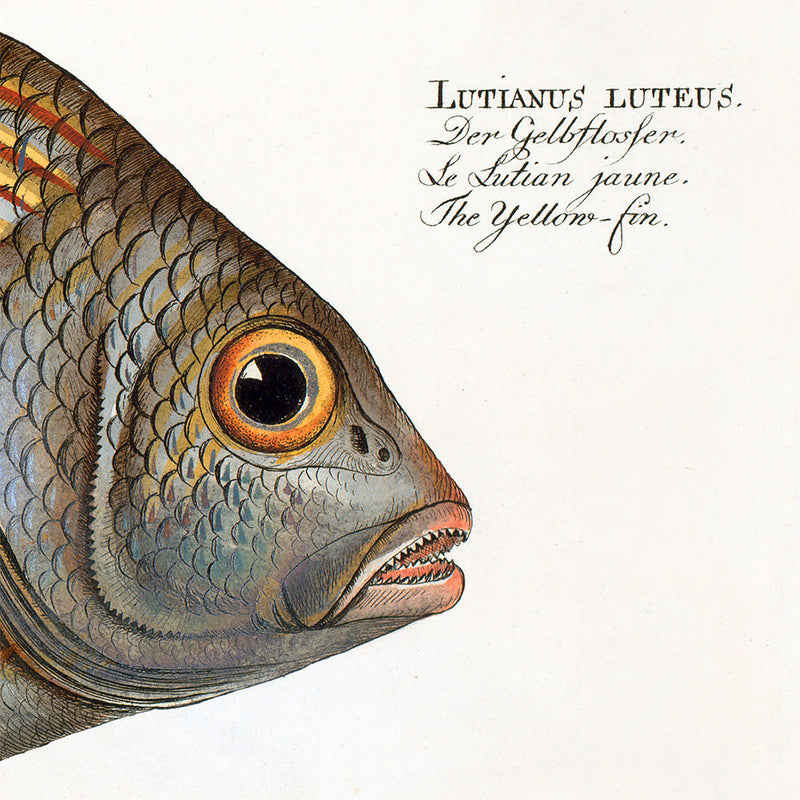 The Yellow-Fin. Mini Print