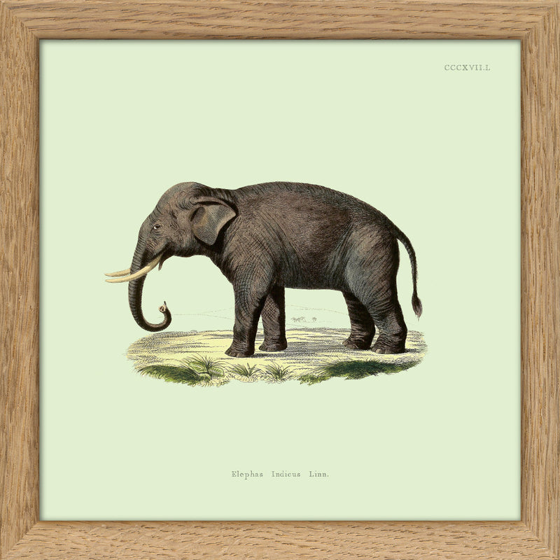 Elephant