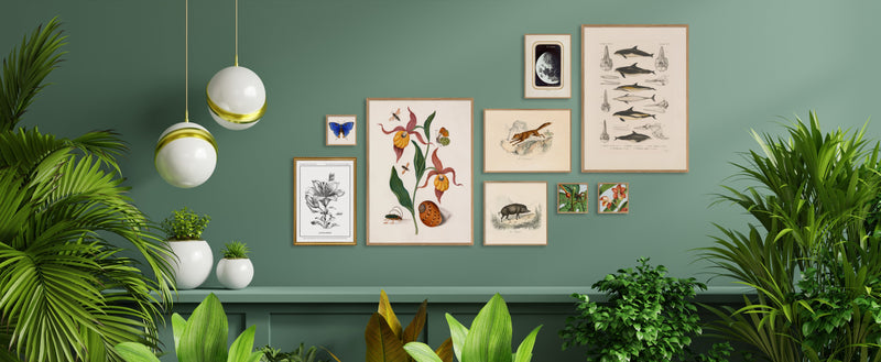 Merian Plate No.1 Lilium Aureum