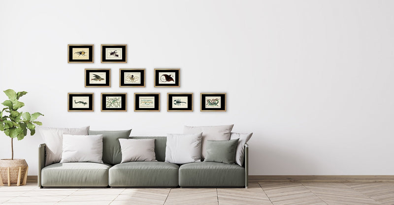 Flying Fish (Exocetus Evolans)