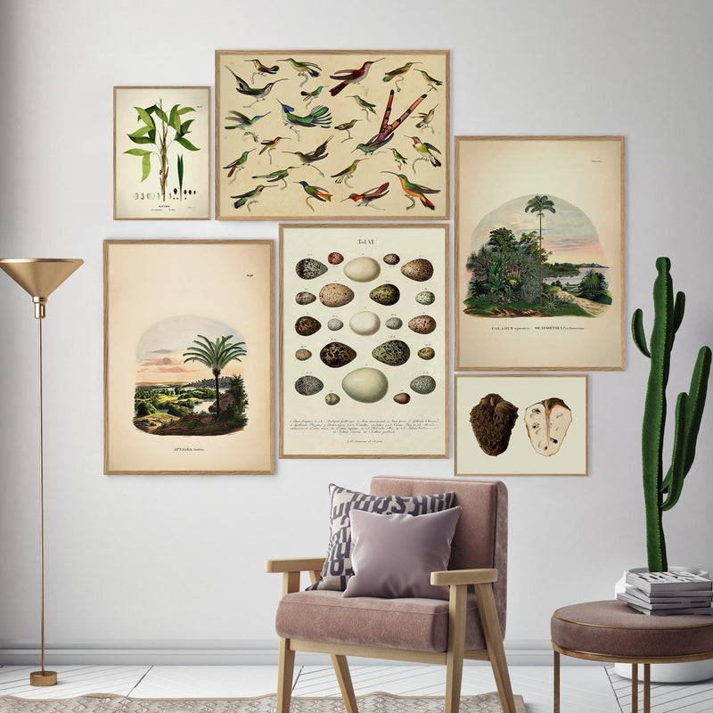 Calamus Equestris Seaforthia