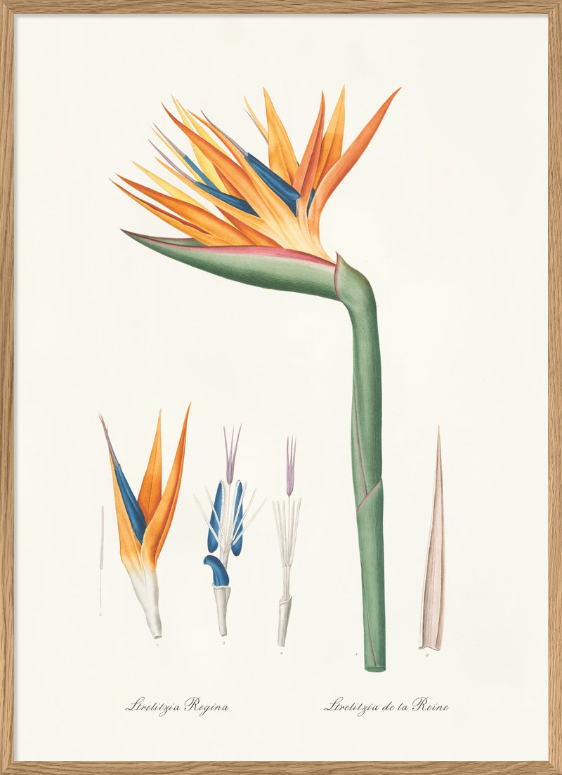Strelitzia Regina no 2