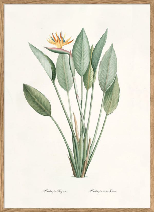 Strelitzia Regina
