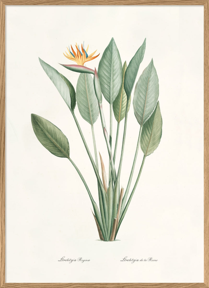 Strelitzia Regina