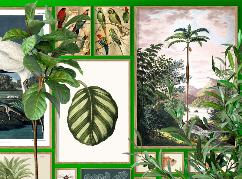 Blotched Bigeye (Priacanthus Carolinus) Head. Mini Print