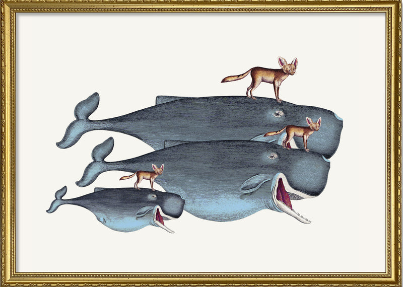 Whales and Desert Foxes