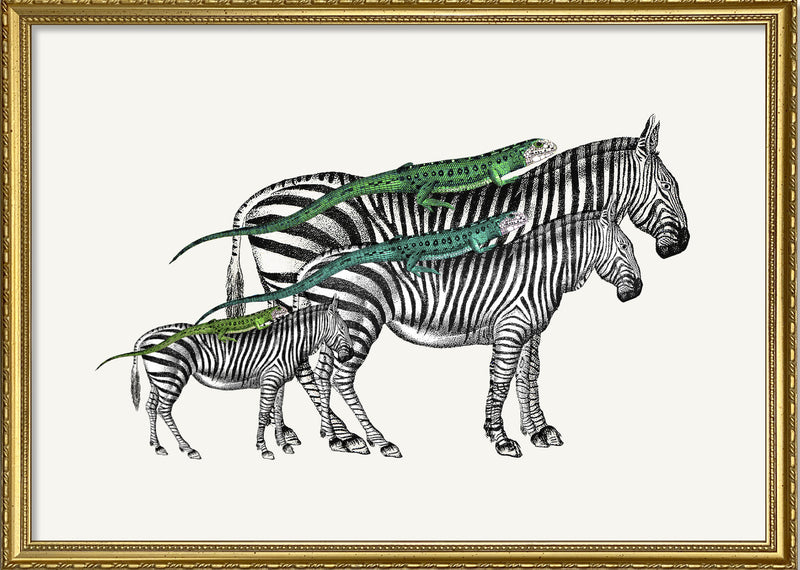 Zebras and Lizards