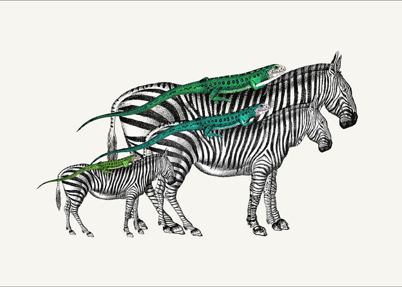 Zebras and Lizards