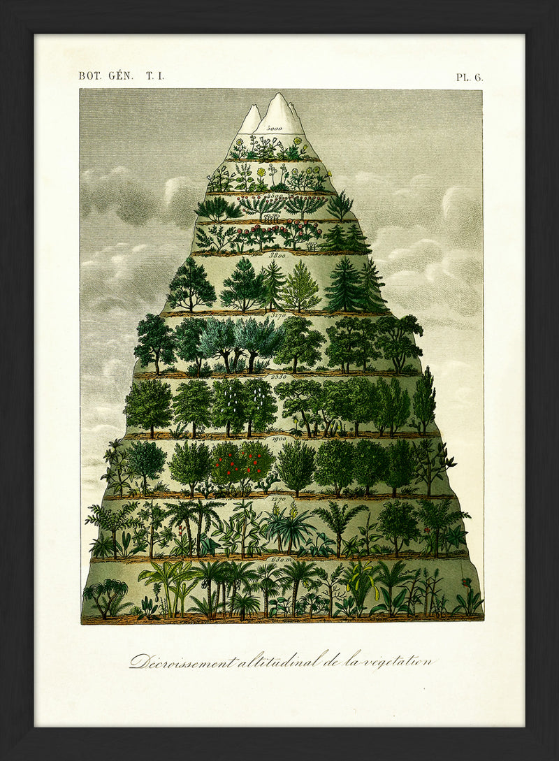 Mountain & Vegetation I