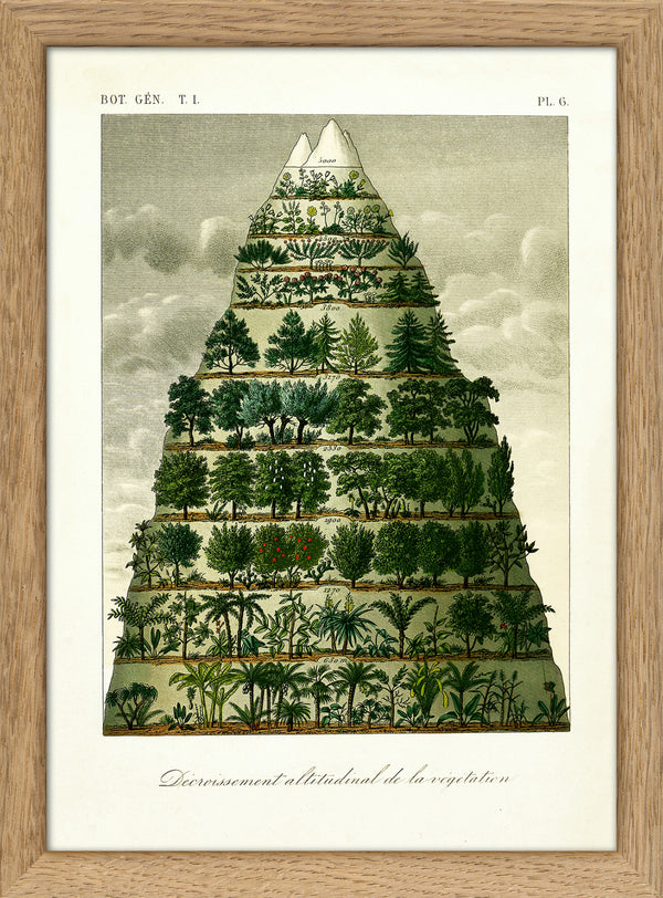 Mountain & Vegetation I