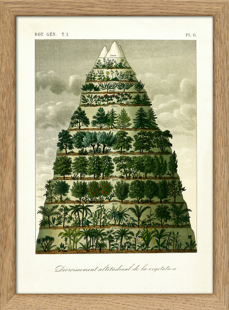 Mountain & Vegetation I